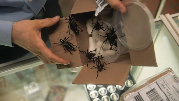 Bugs que foram enviados, como visto no documentário Bug Out