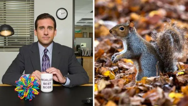 Una dona va salvar un esquirol que s'ofegava mitjançant RCP que va aprendre a 'The Office'