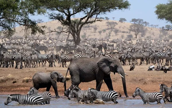 Elefantes e zebras em um bebedouro no episódio 4 de Serengeti