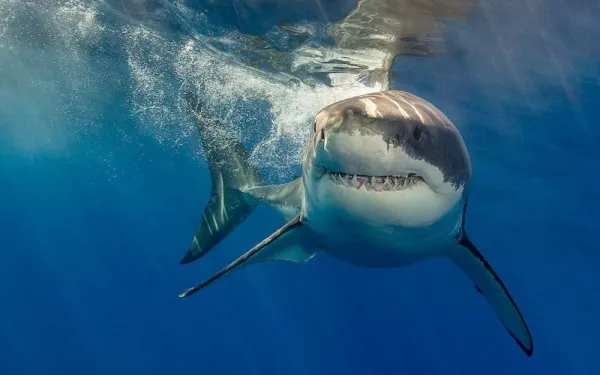 Lielā baltā haizivs, kā redzams filmā What the Shark