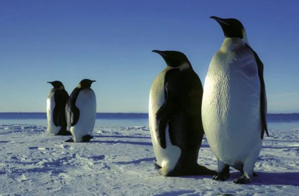 Nestabilný ľad spôsobuje tučniakom „katastrofické zlyhanie chovu“.