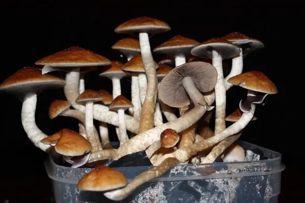 Quanto tempo até que possamos cultivar cogumelos mágicos medicinais: uma investigação